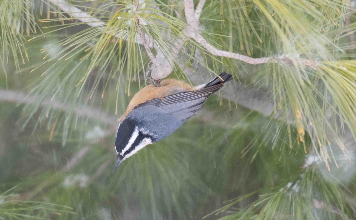 Trepador Canadiense - ML646844648