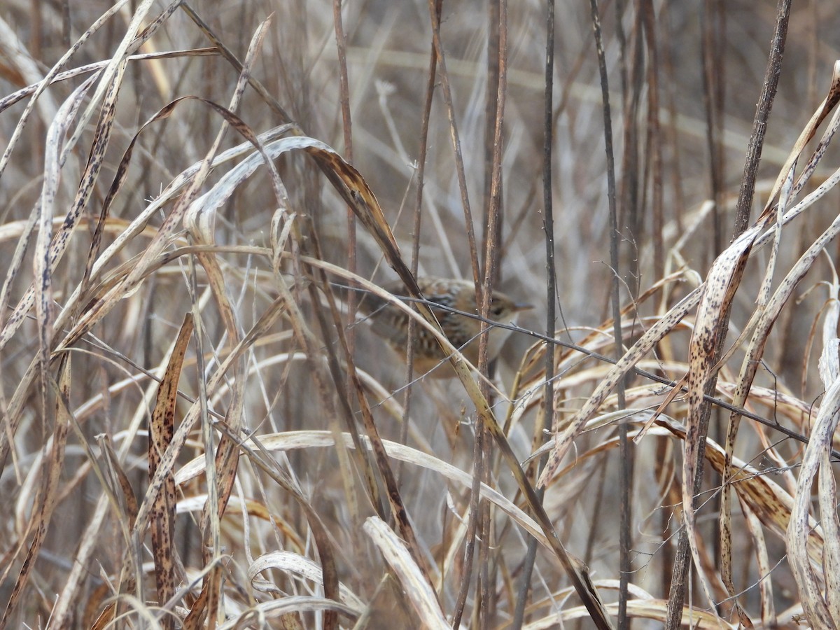 Cucarachero Culibarrado - ML646844652
