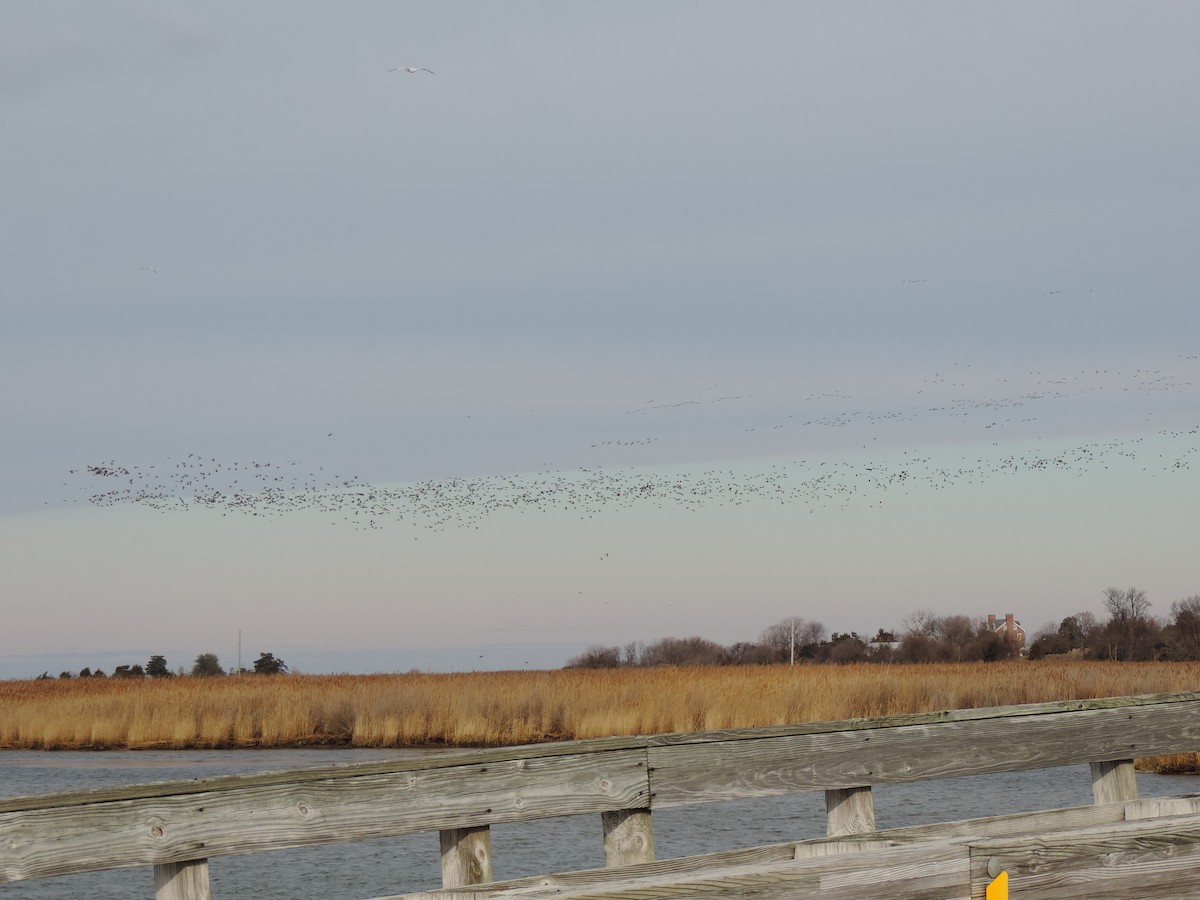Canada Goose - ML646844653