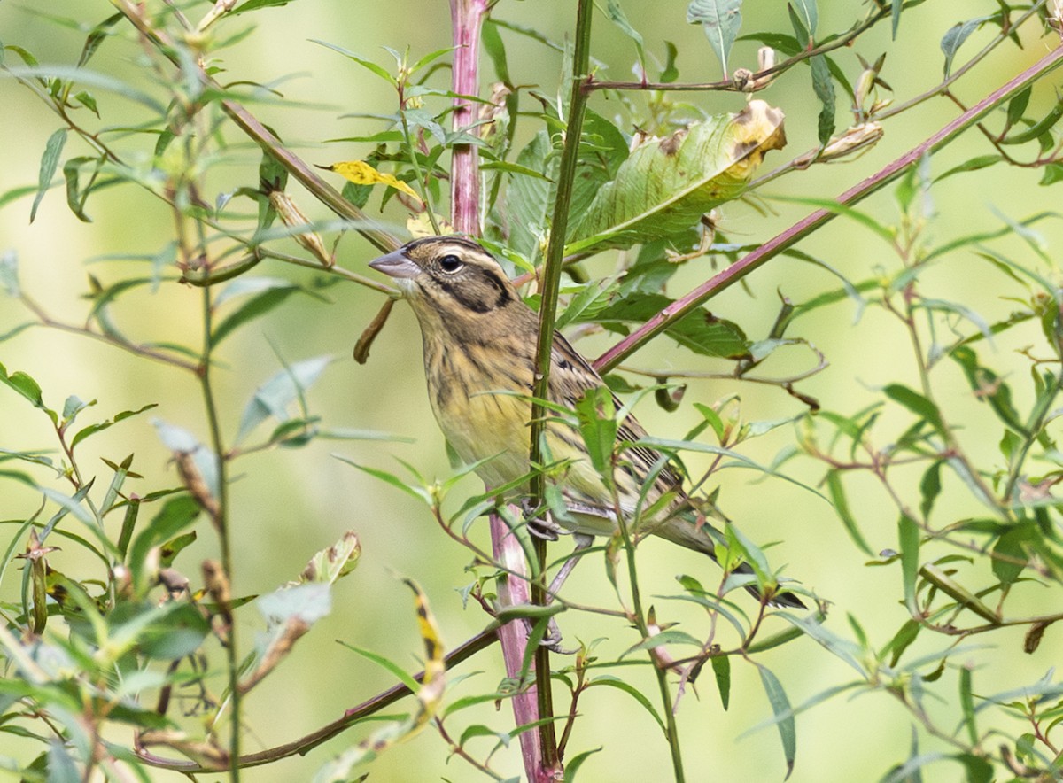strnad obojkový - ML646844657