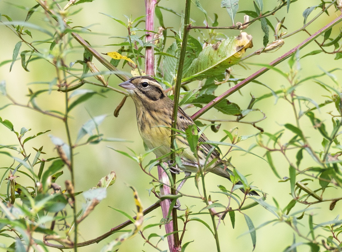 strnad obojkový - ML646844658