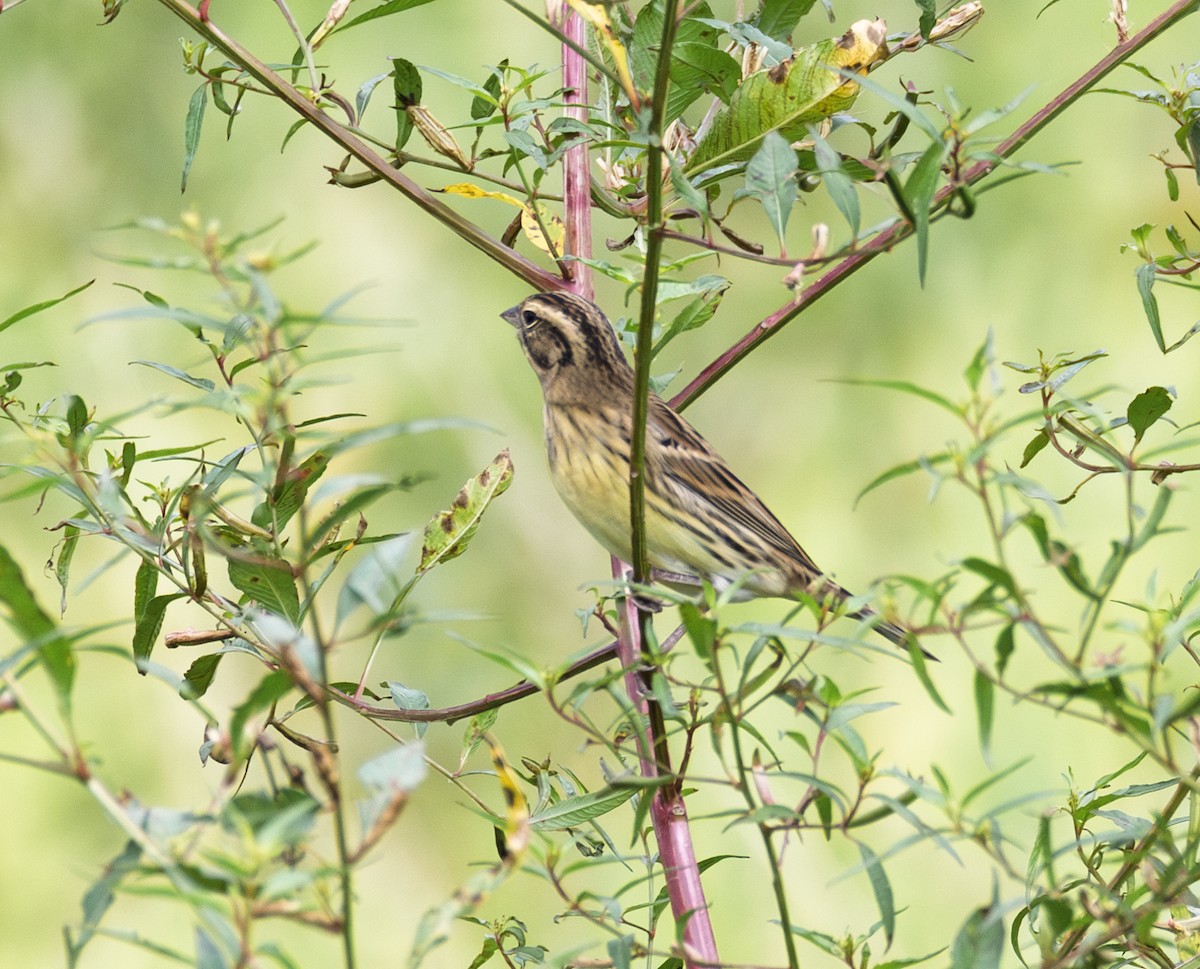 strnad obojkový - ML646844659