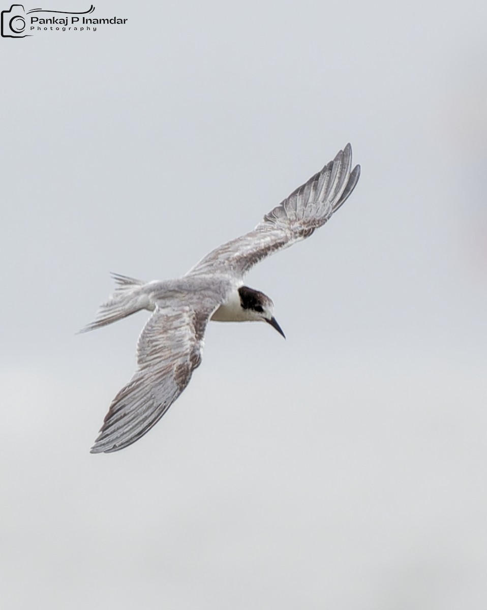 Weißwangen-Seeschwalbe - ML646844662