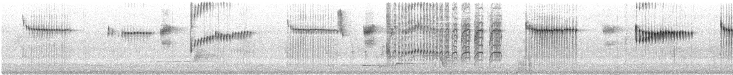 Splendid Fairywren - ML646844667