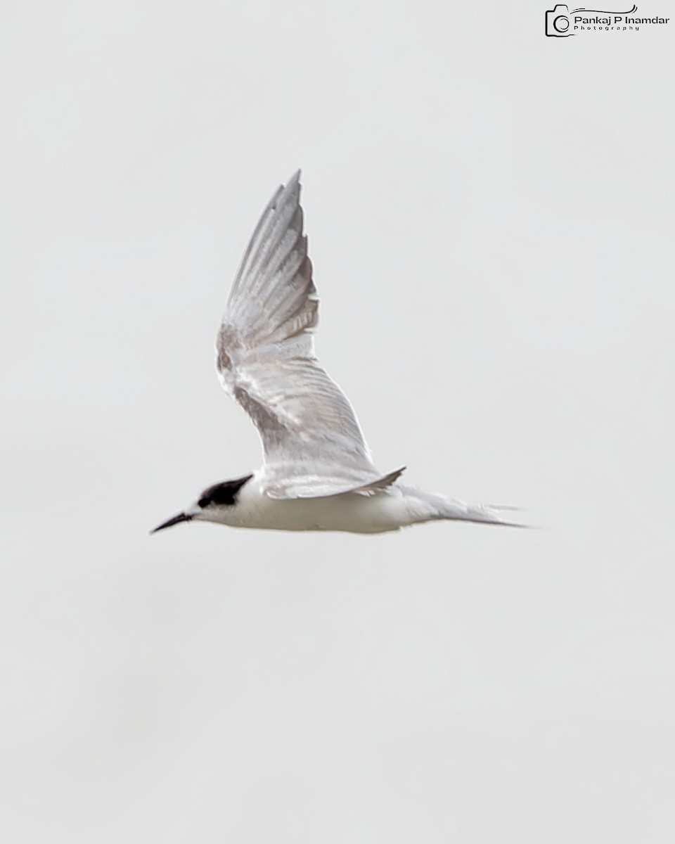 Weißwangen-Seeschwalbe - ML646844668