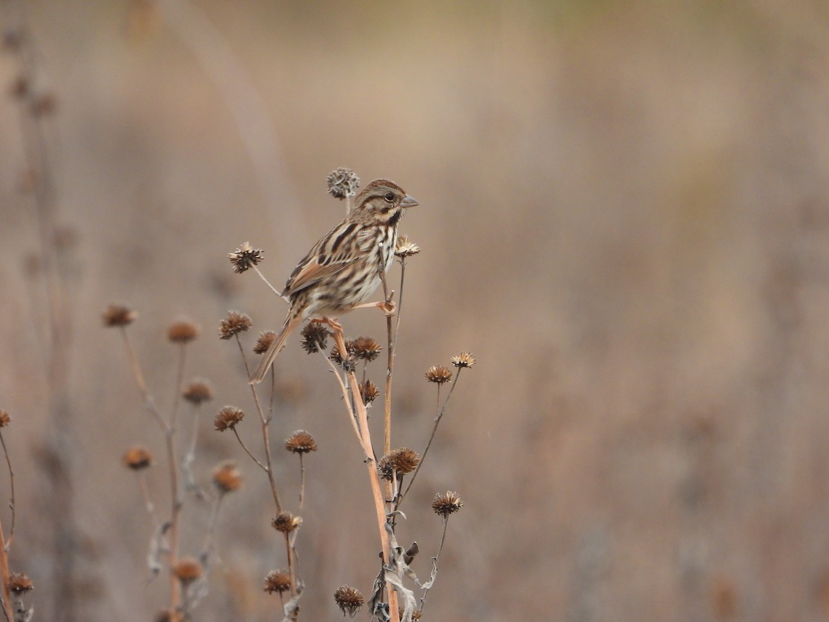 strnadec zpěvný - ML646844673