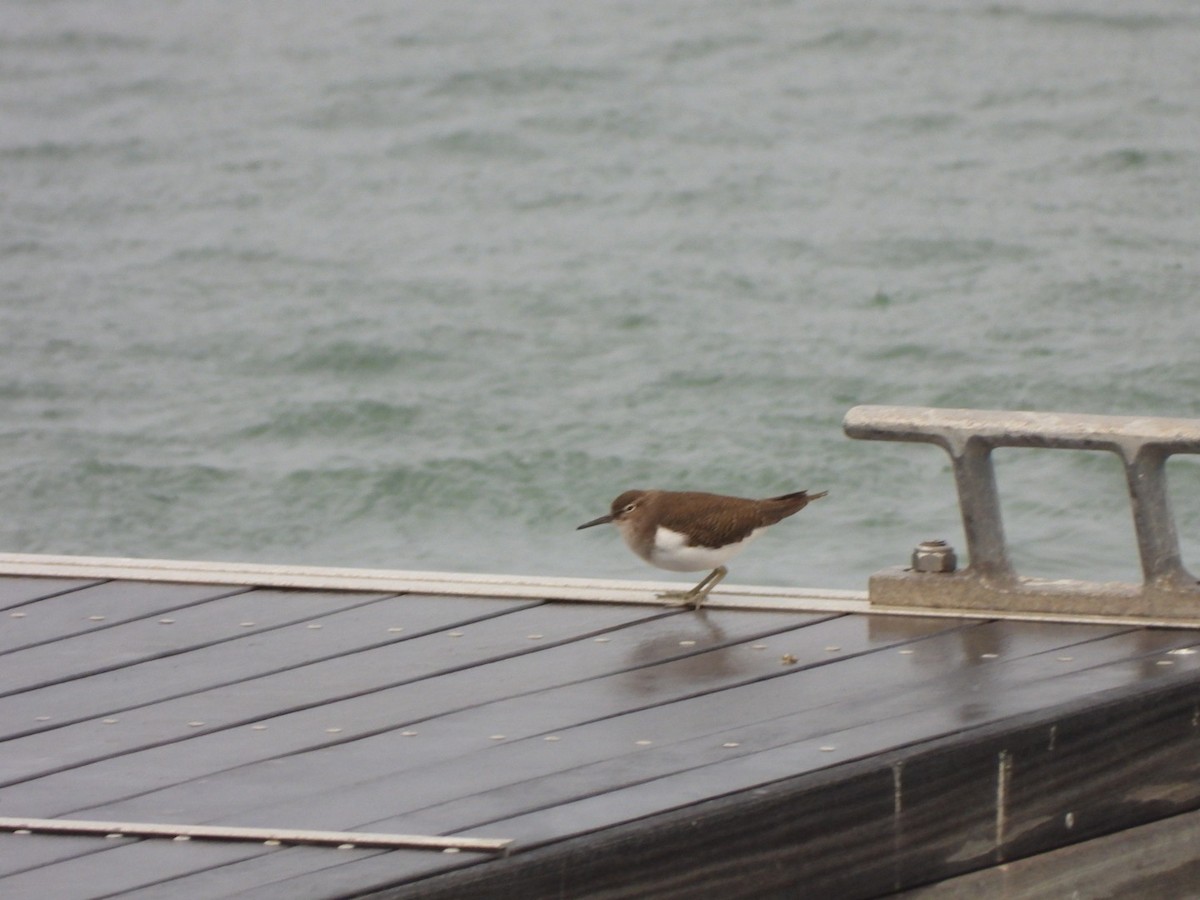 Перевозчик - ML646844674