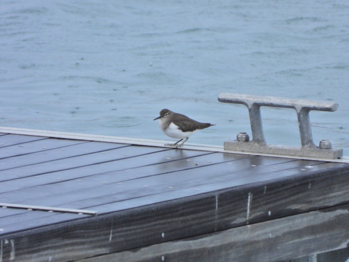 Перевозчик - ML646844675