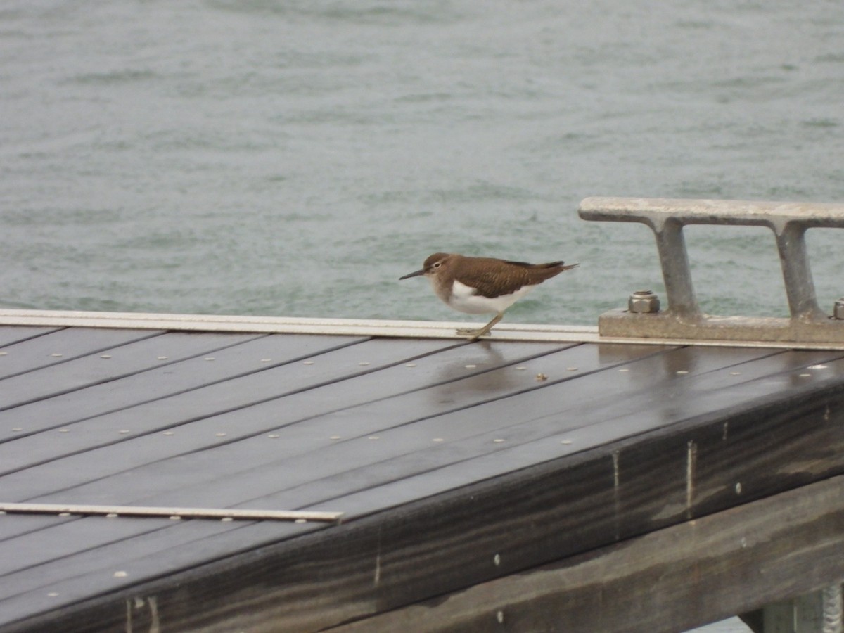 Перевозчик - ML646844676