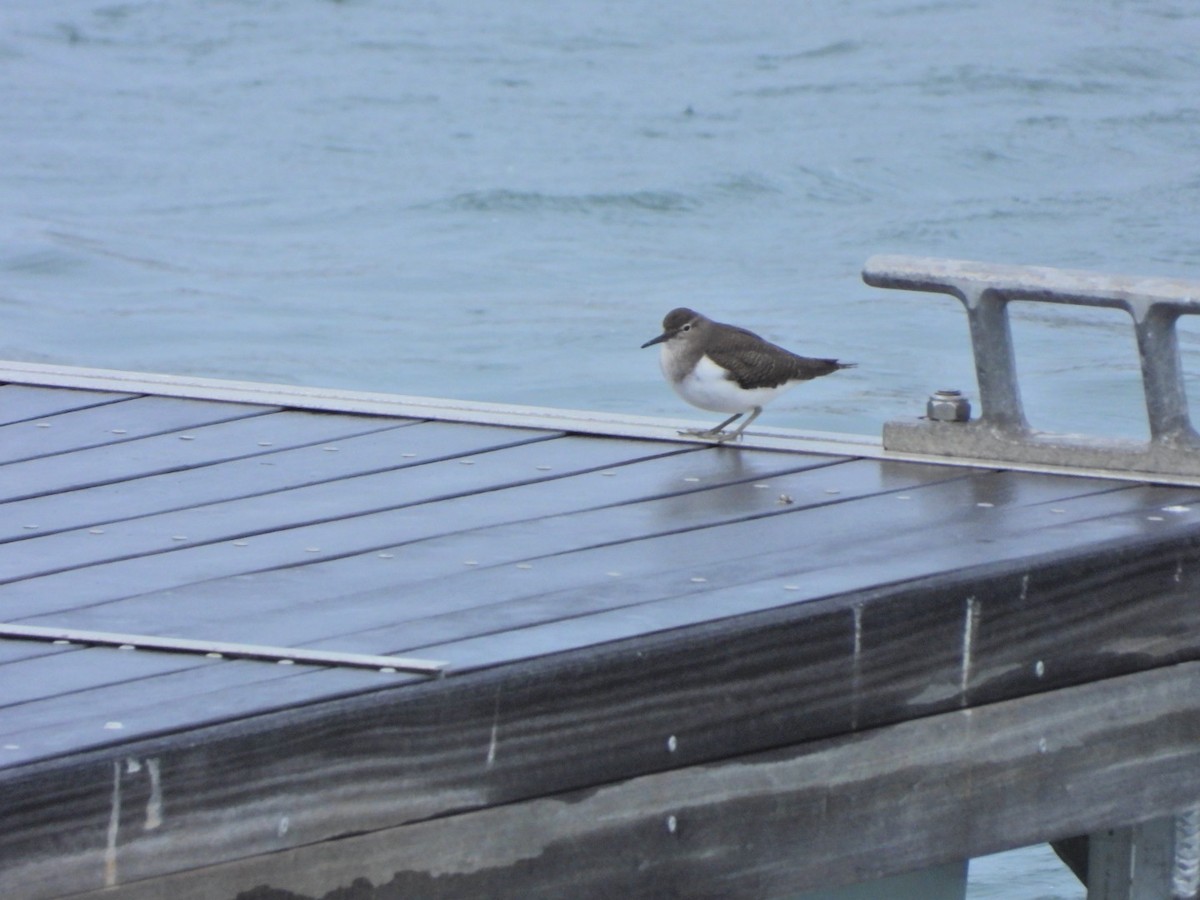 Перевозчик - ML646844677