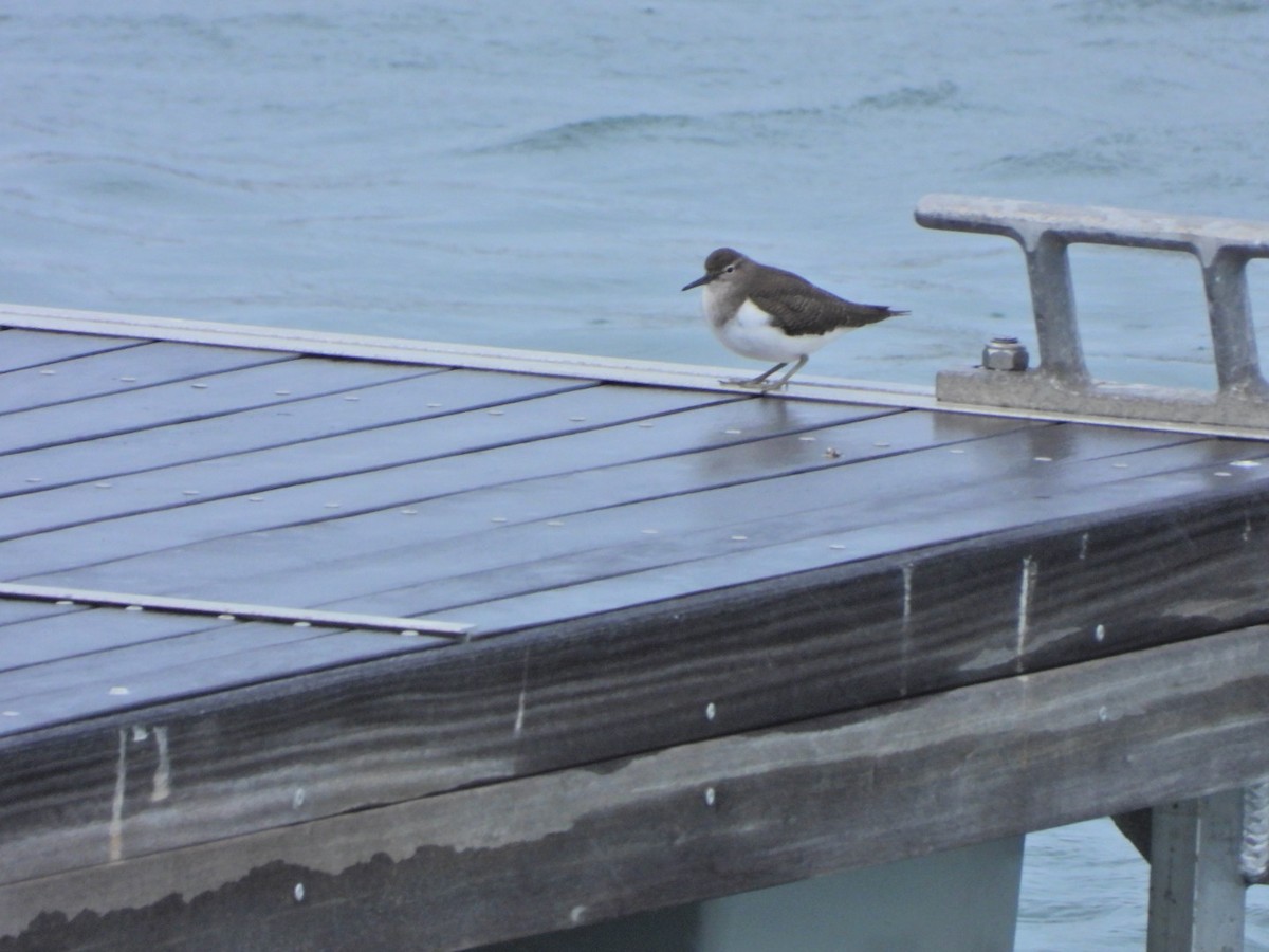 Перевозчик - ML646844678