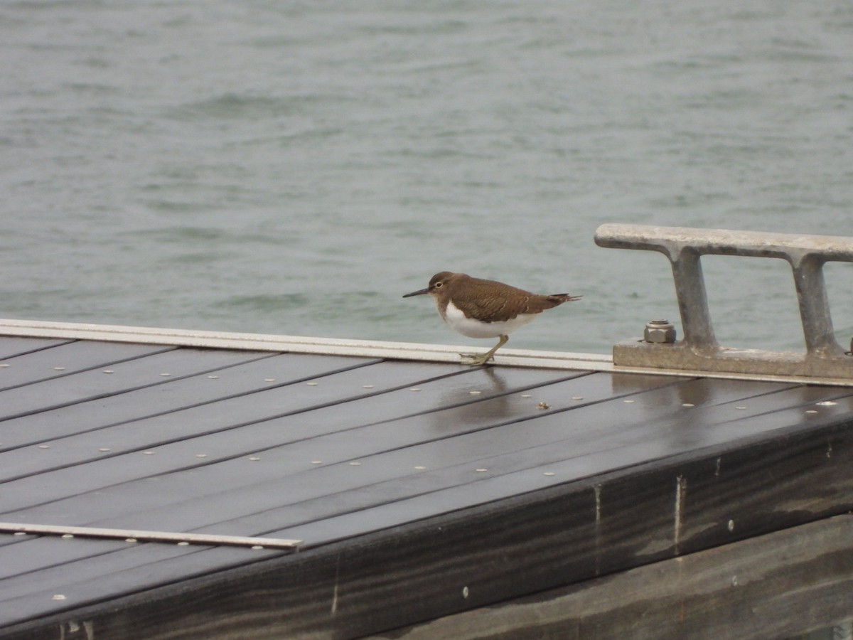 Перевозчик - ML646844679