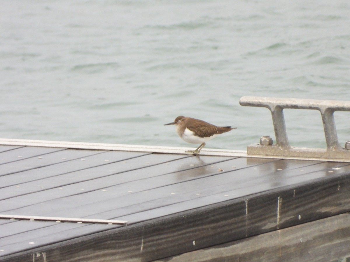 Перевозчик - ML646844680