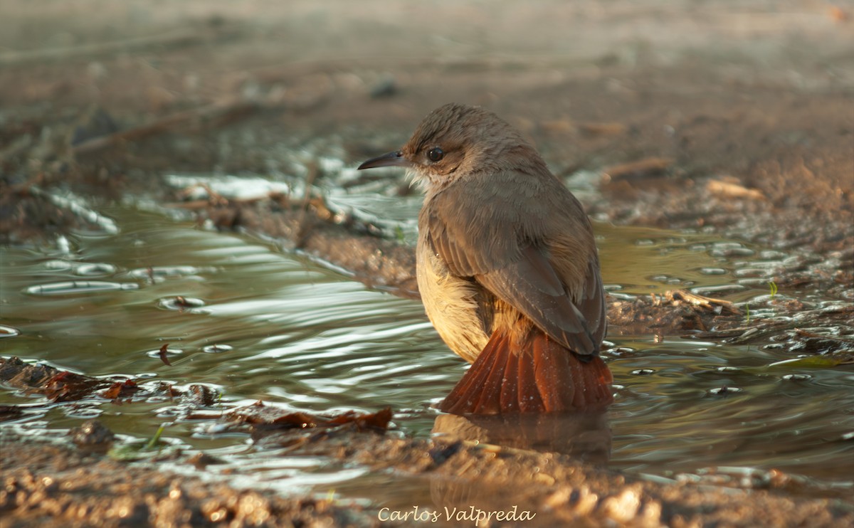 Hornero Común - ML646844682