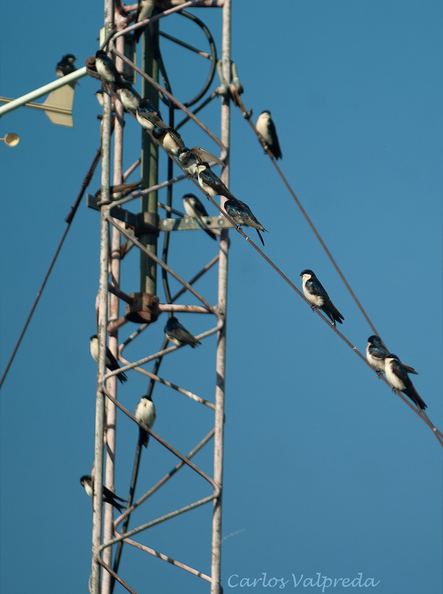 Golondrina Barranquera - ML646844686