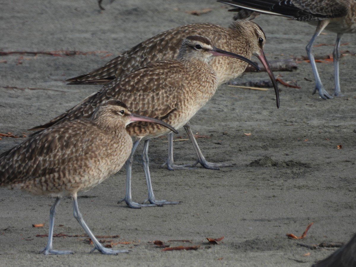 Hudsonbrachvogel - ML646844687