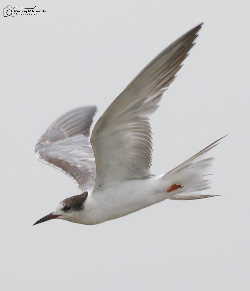 Common Tern - ML646844689