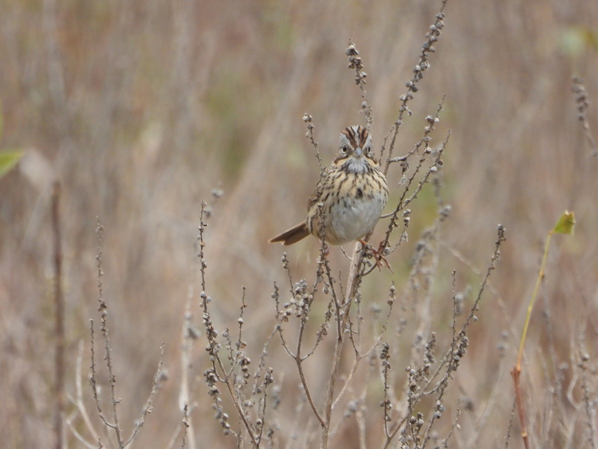 ヒメウタスズメ - ML646844690