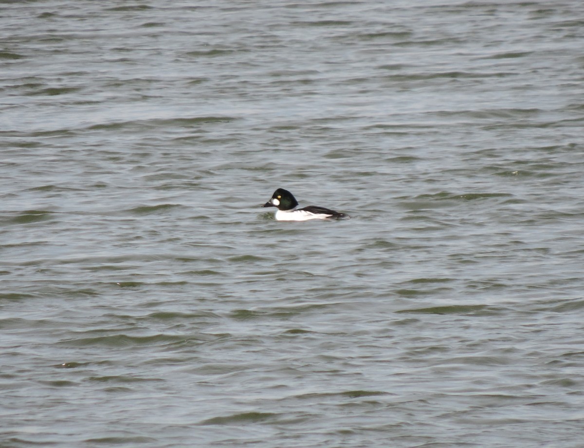 Common Goldeneye - ML646844691