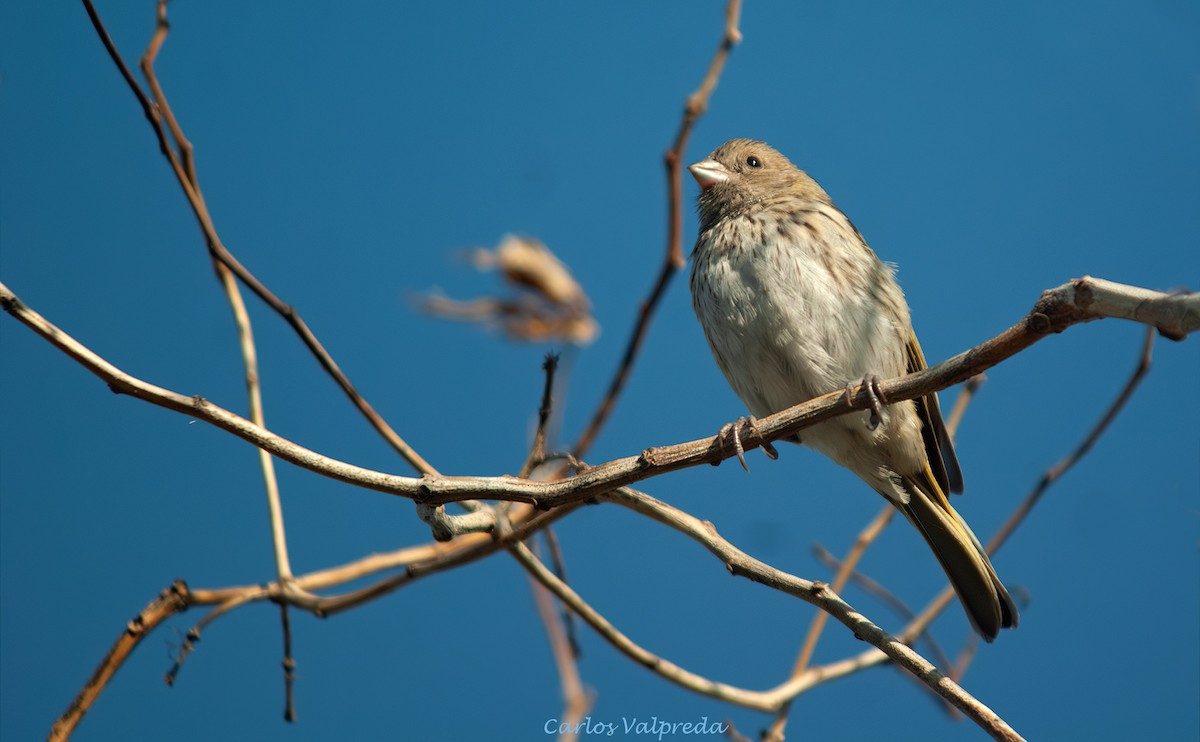 Chirigüe Azafranado - ML646844699
