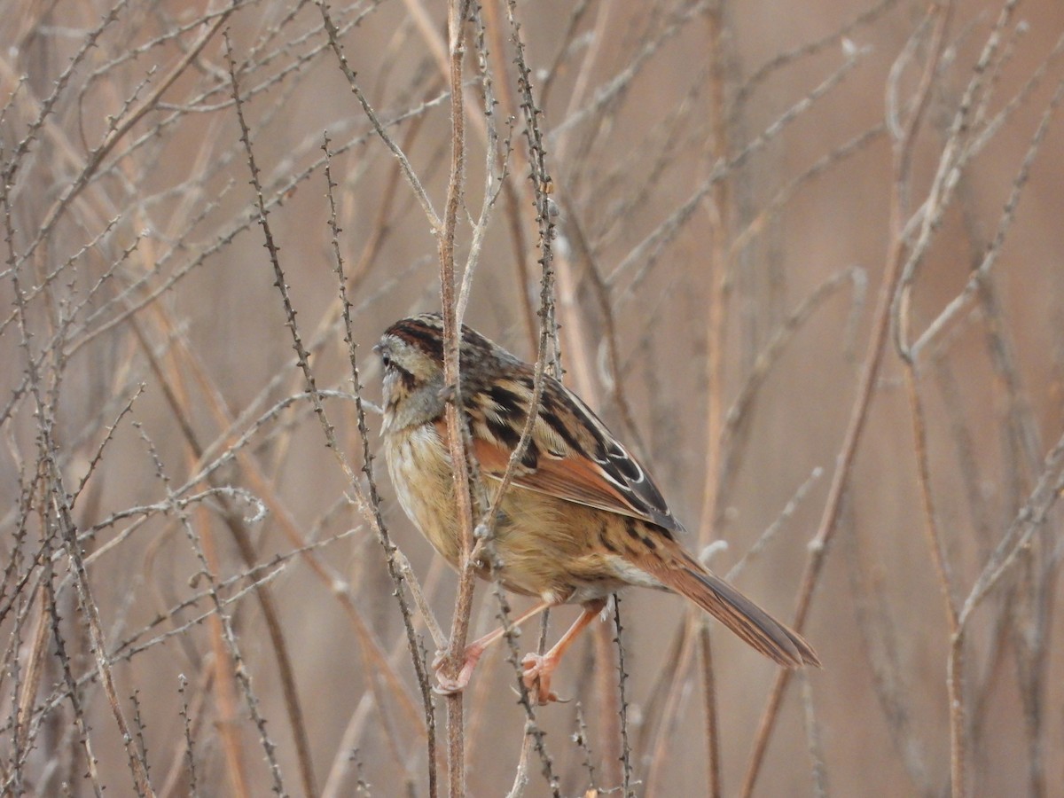 Swamp Sparrow - ML646844704