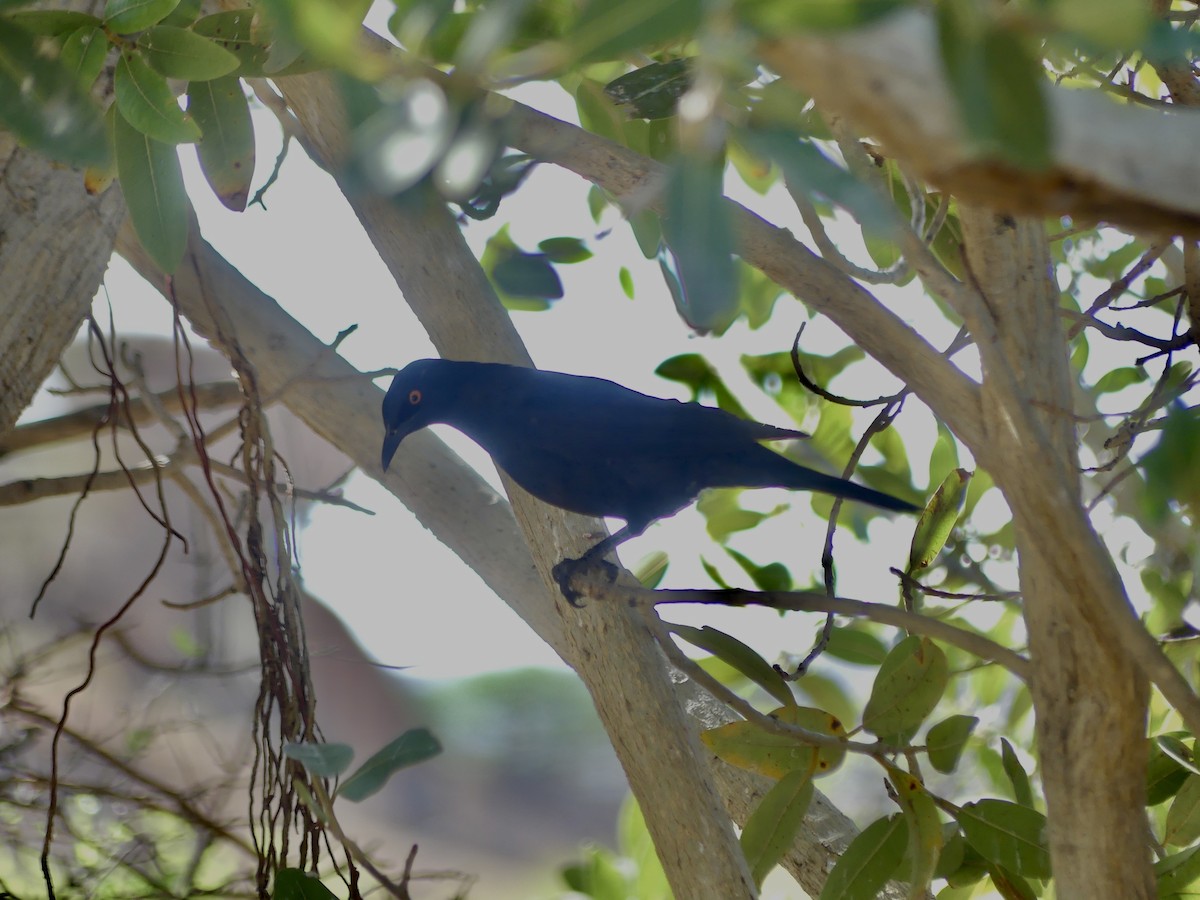 Cape Starling - ML646844707