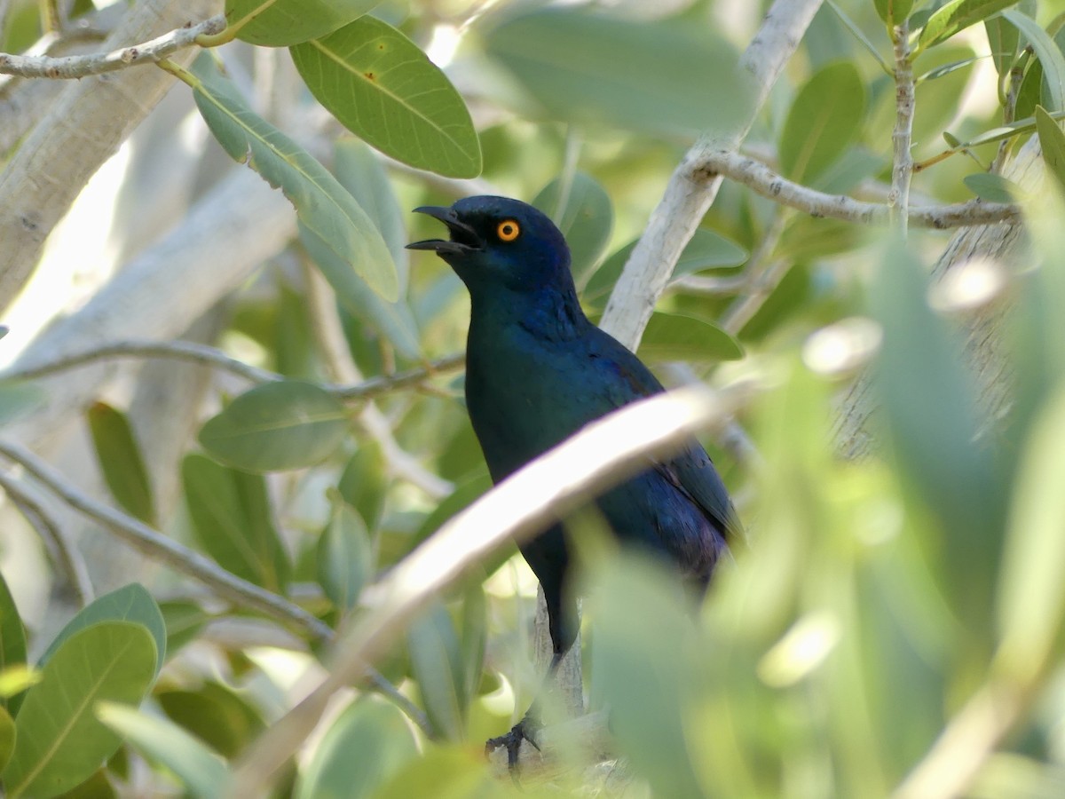 Cape Starling - ML646844708