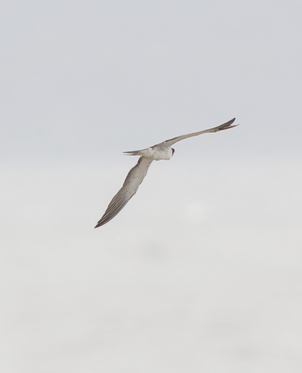 Bridled Tern - ML646844709
