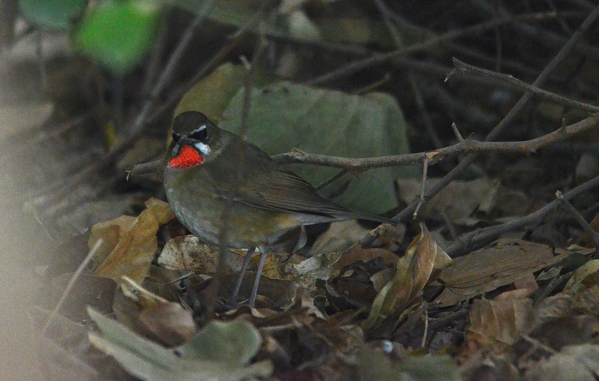 Sibirya Yakut Gerdanlı Bülbülü - ML646844712