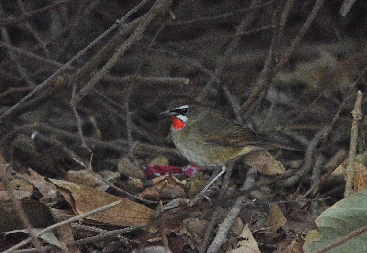 Sibirya Yakut Gerdanlı Bülbülü - ML646844713