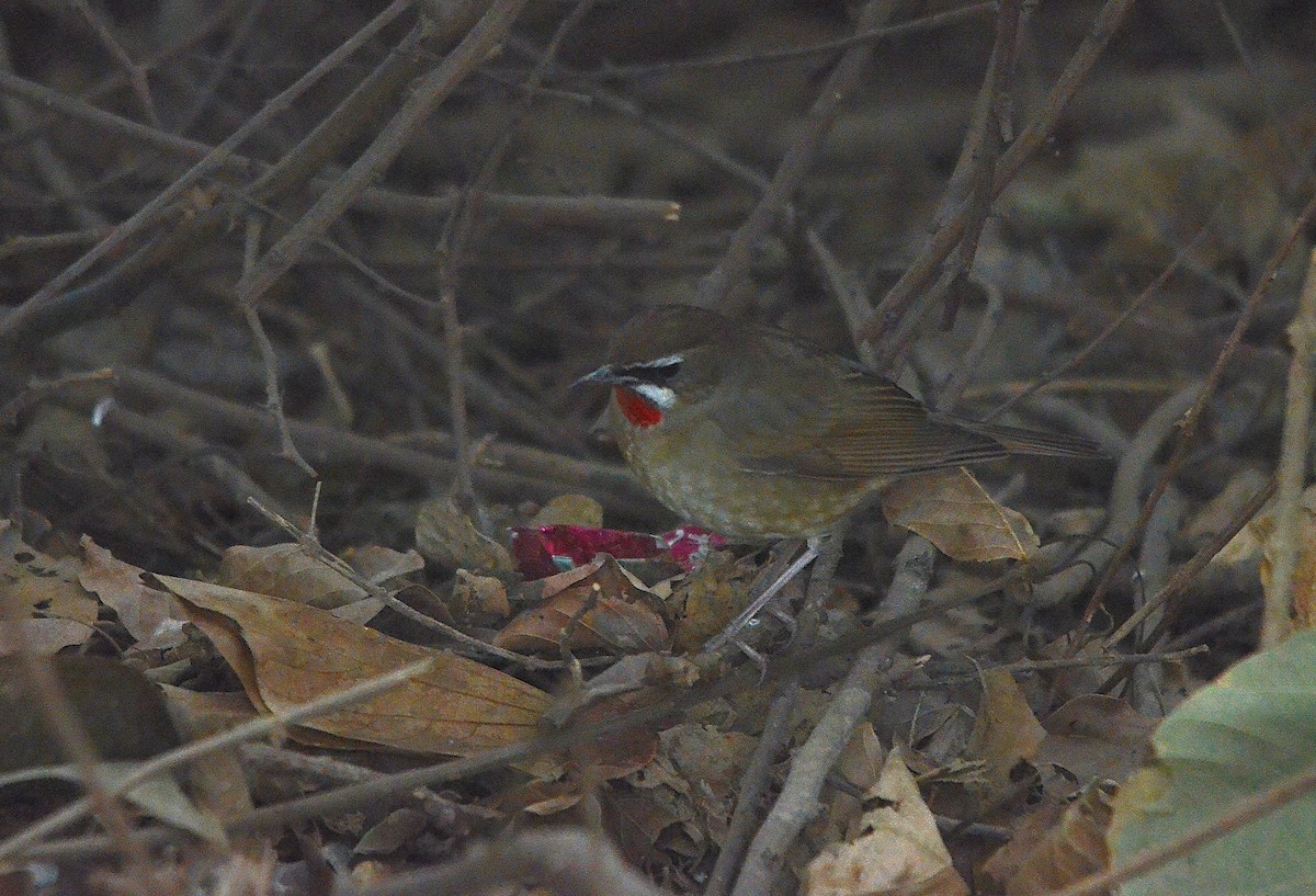Sibirya Yakut Gerdanlı Bülbülü - ML646844714