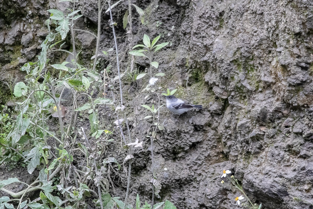 カトリタイランチョウ - ML646844715