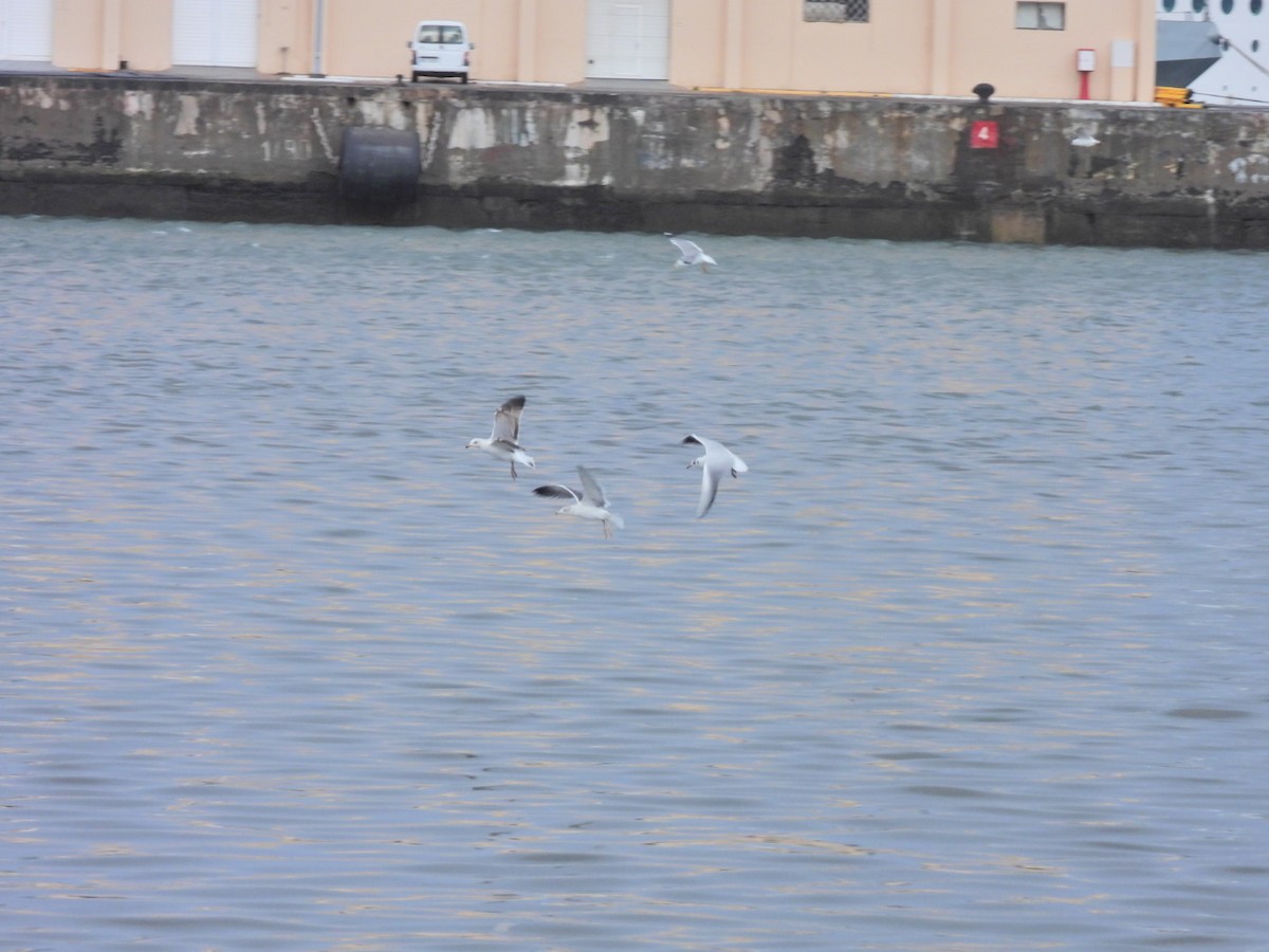 Black-headed Gull - ML646844716