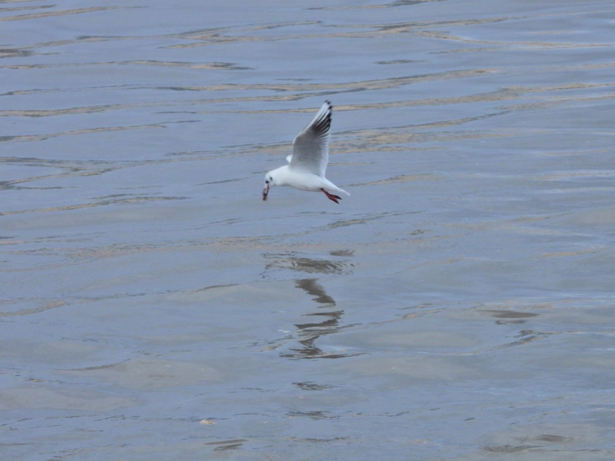 Озёрная чайка - ML646844717