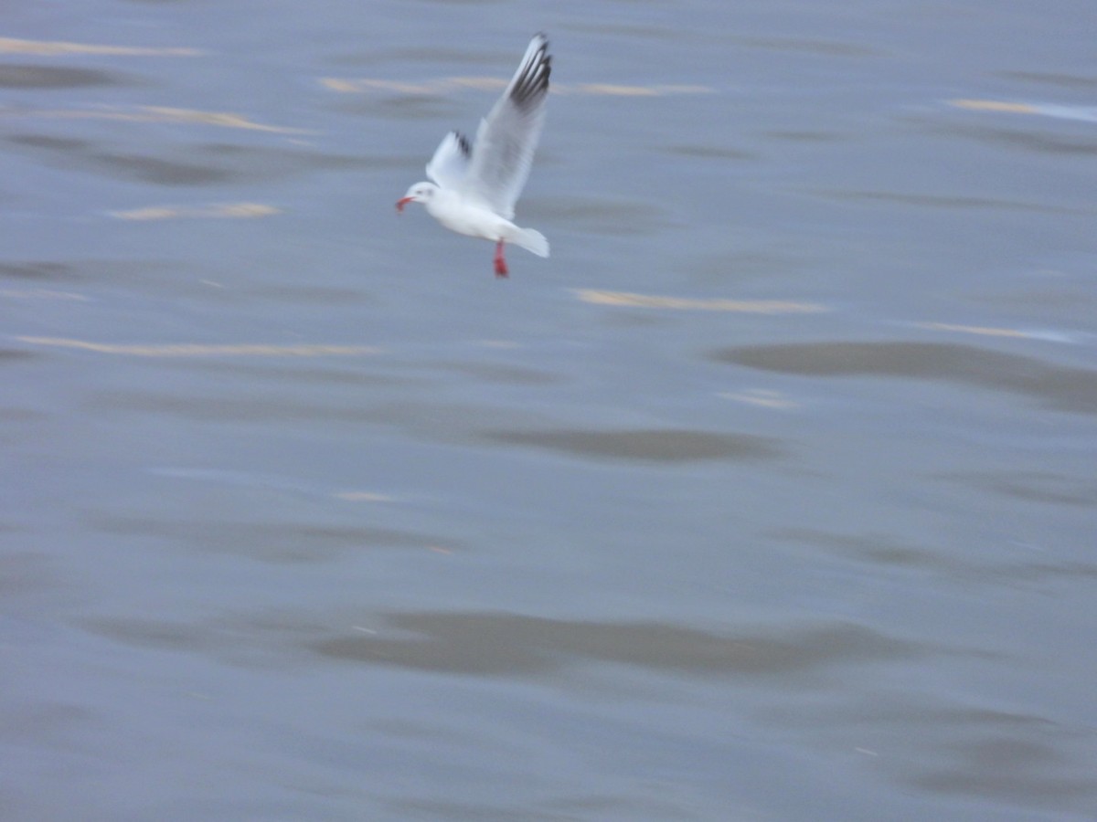 Black-headed Gull - ML646844718