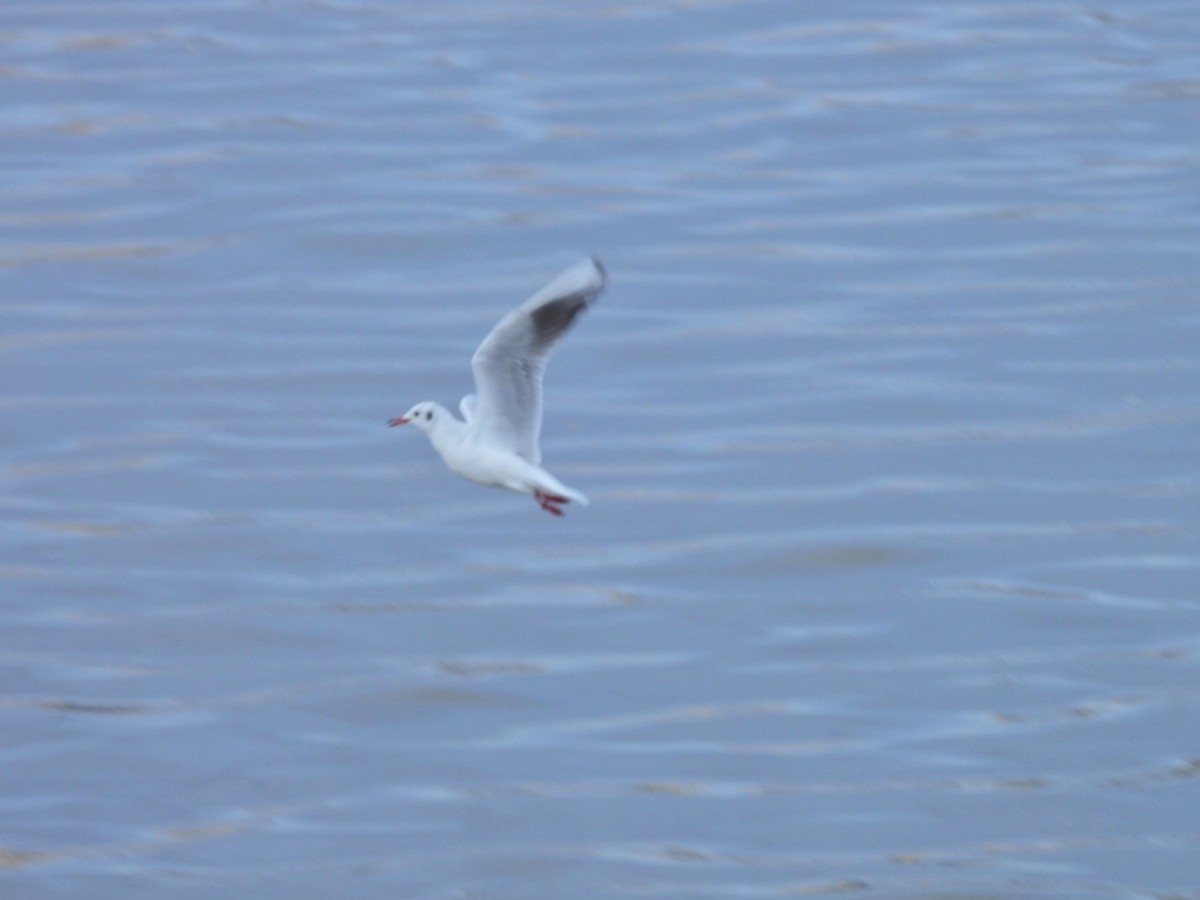 Озёрная чайка - ML646844719