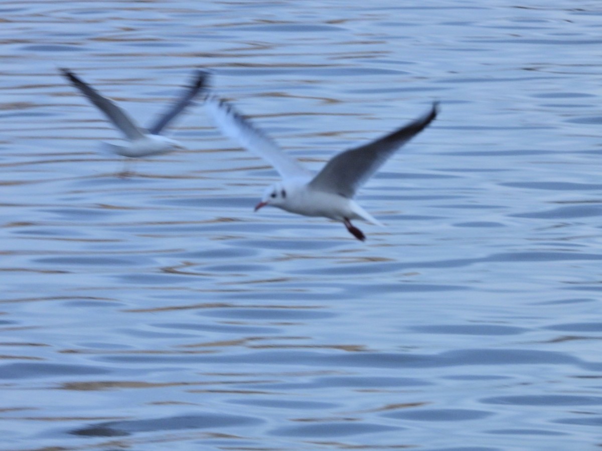 Озёрная чайка - ML646844720