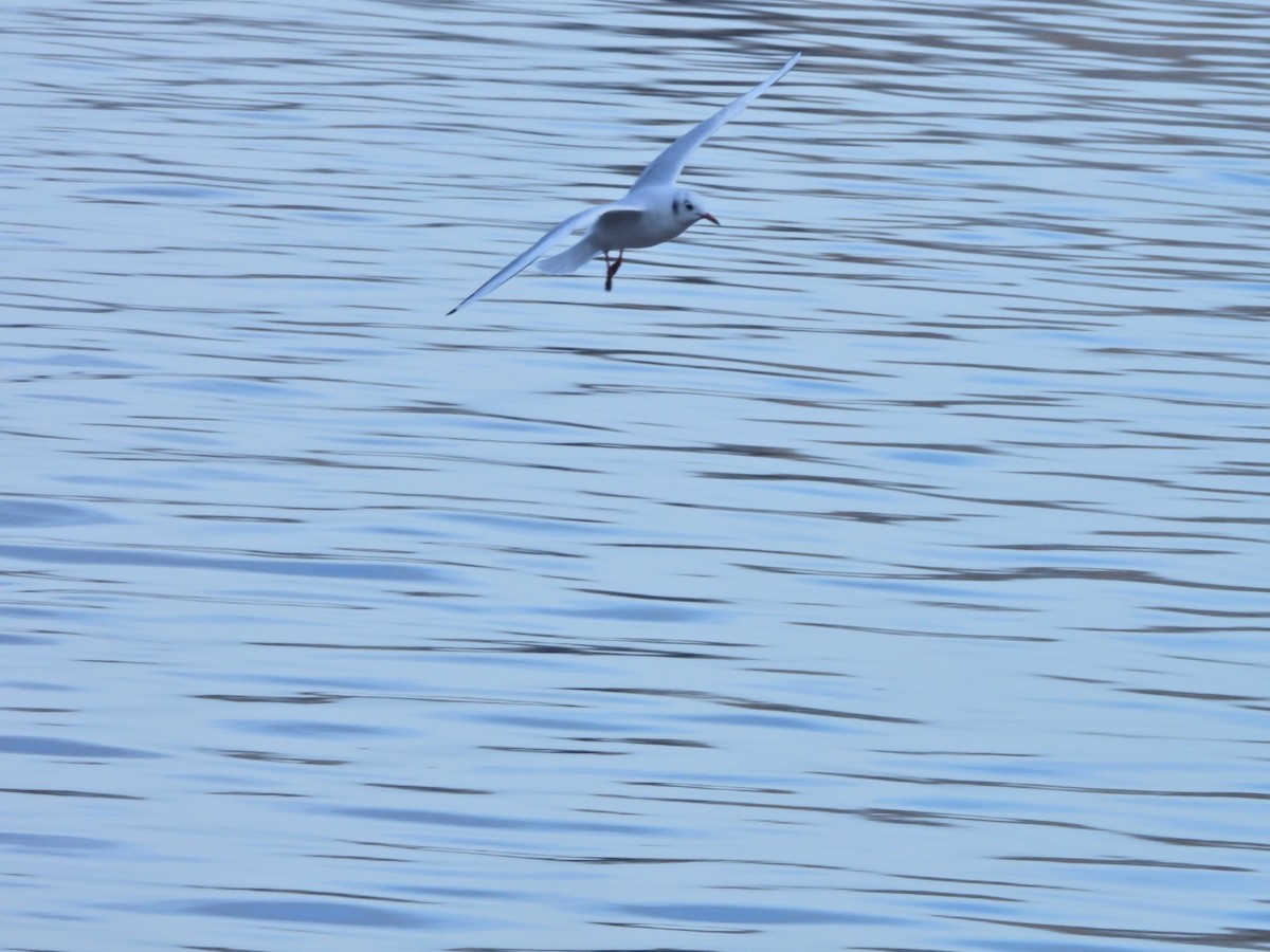 Озёрная чайка - ML646844721