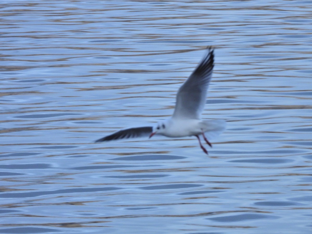 Озёрная чайка - ML646844722