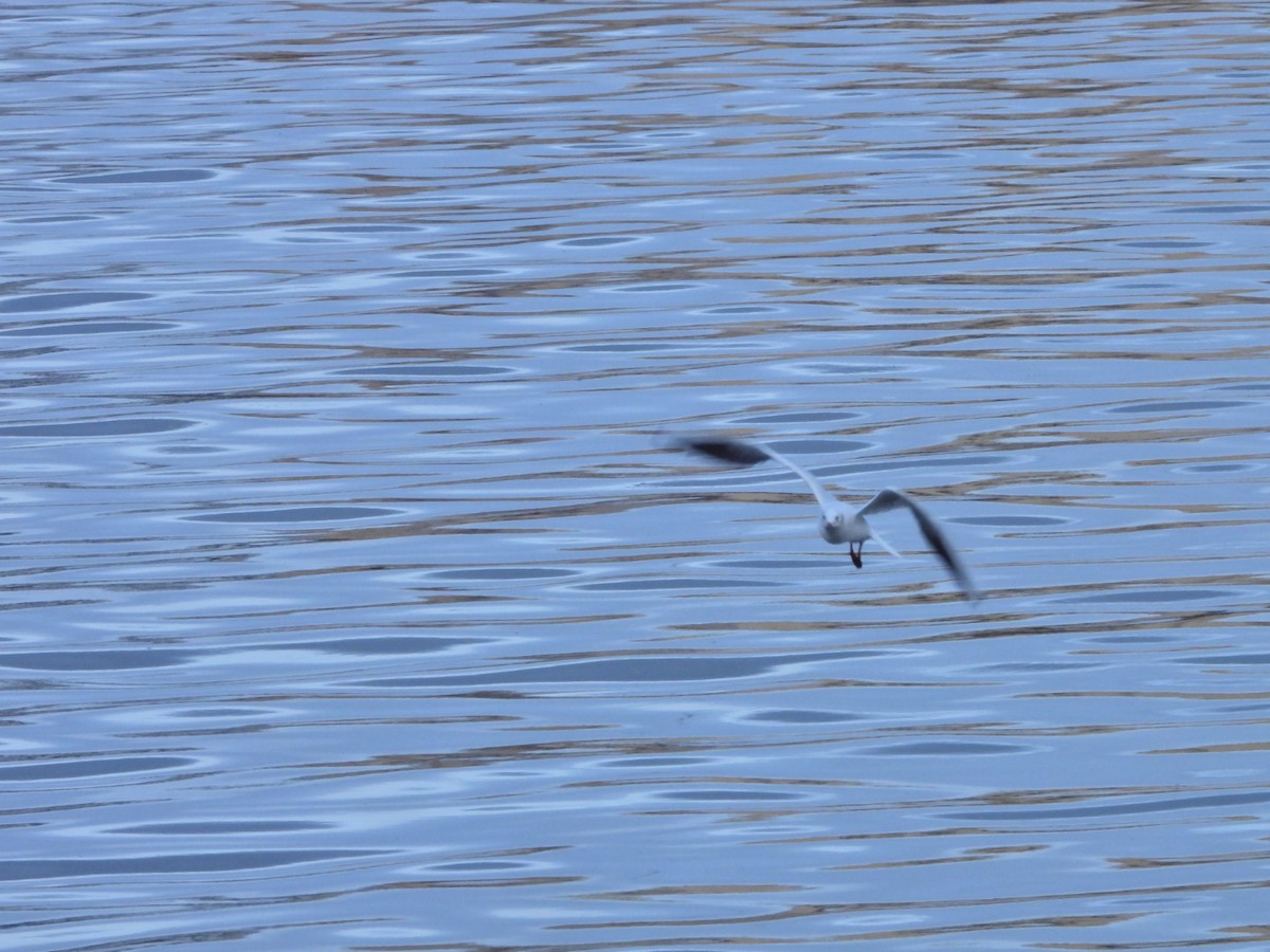 Озёрная чайка - ML646844723