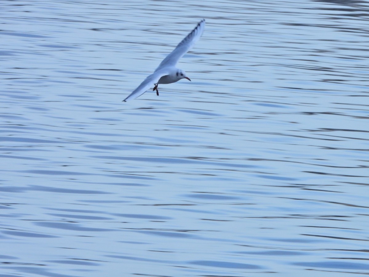 Озёрная чайка - ML646844724