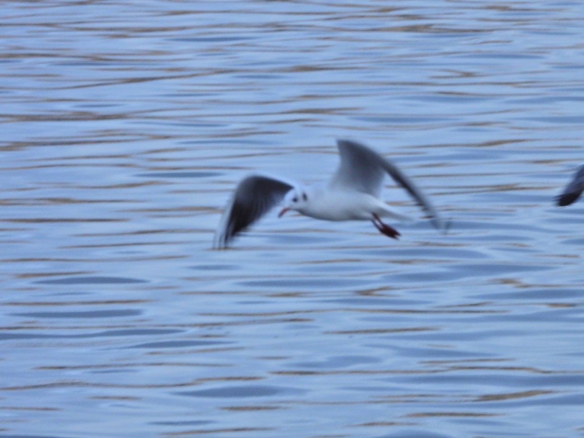 Озёрная чайка - ML646844725