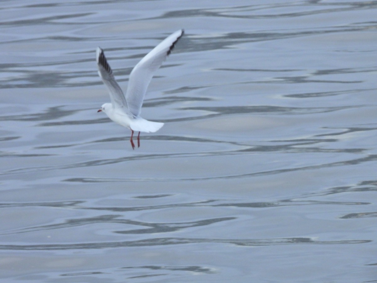 Озёрная чайка - ML646844726