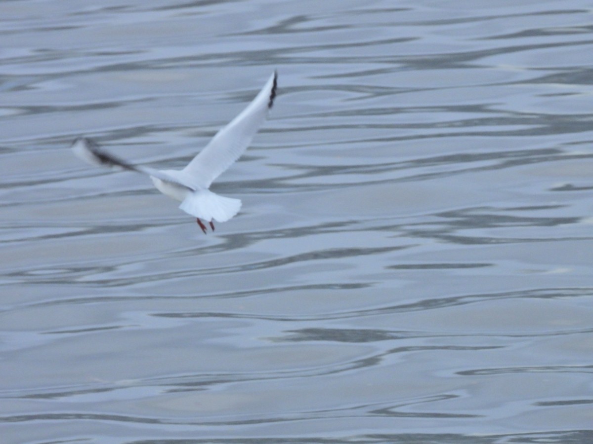 Озёрная чайка - ML646844727