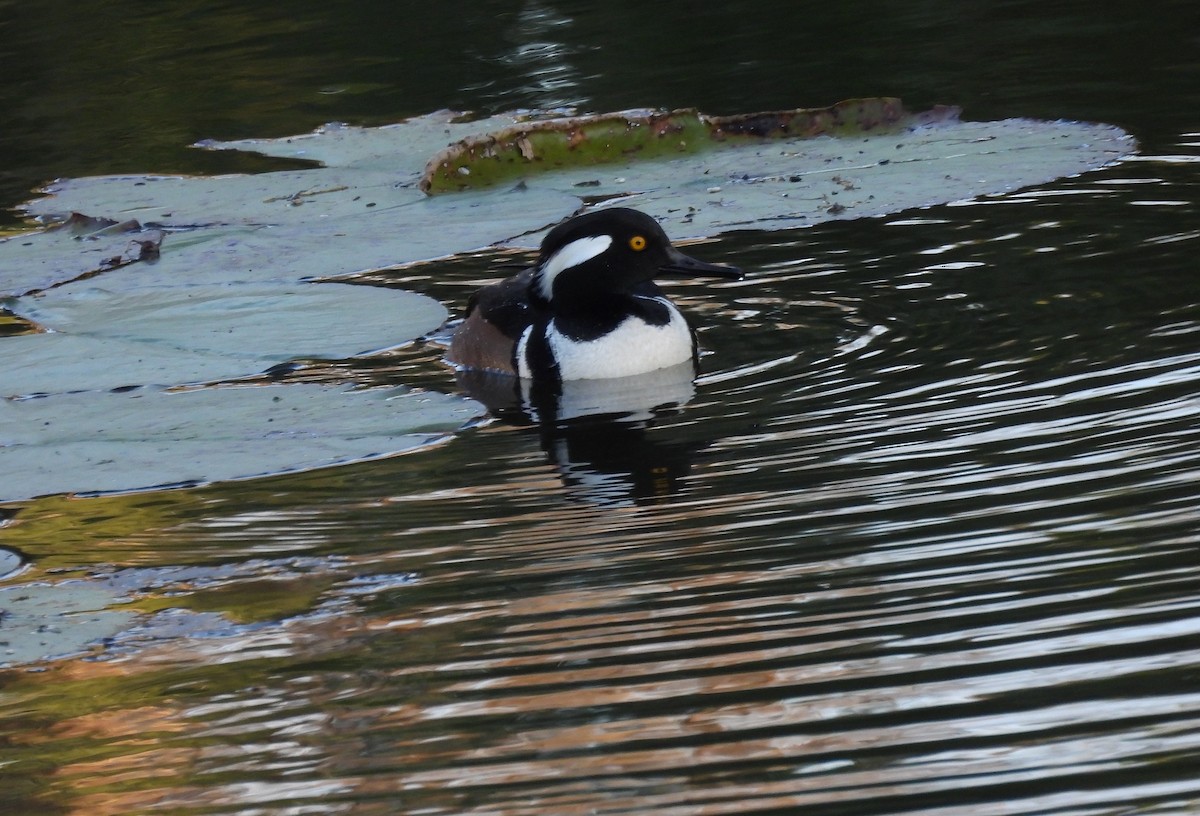 Başlıklı Tarakdiş - ML646844728