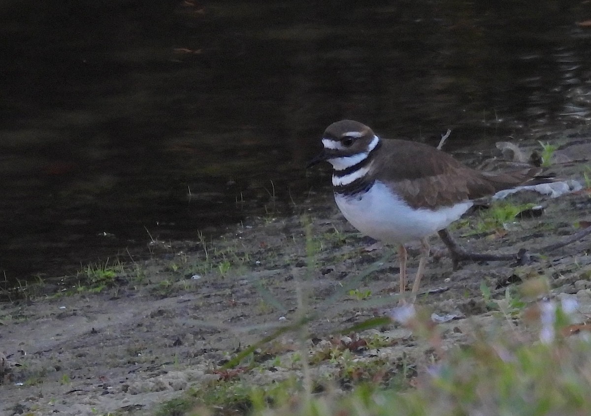 Çayır Cılıbıtı - ML646844733