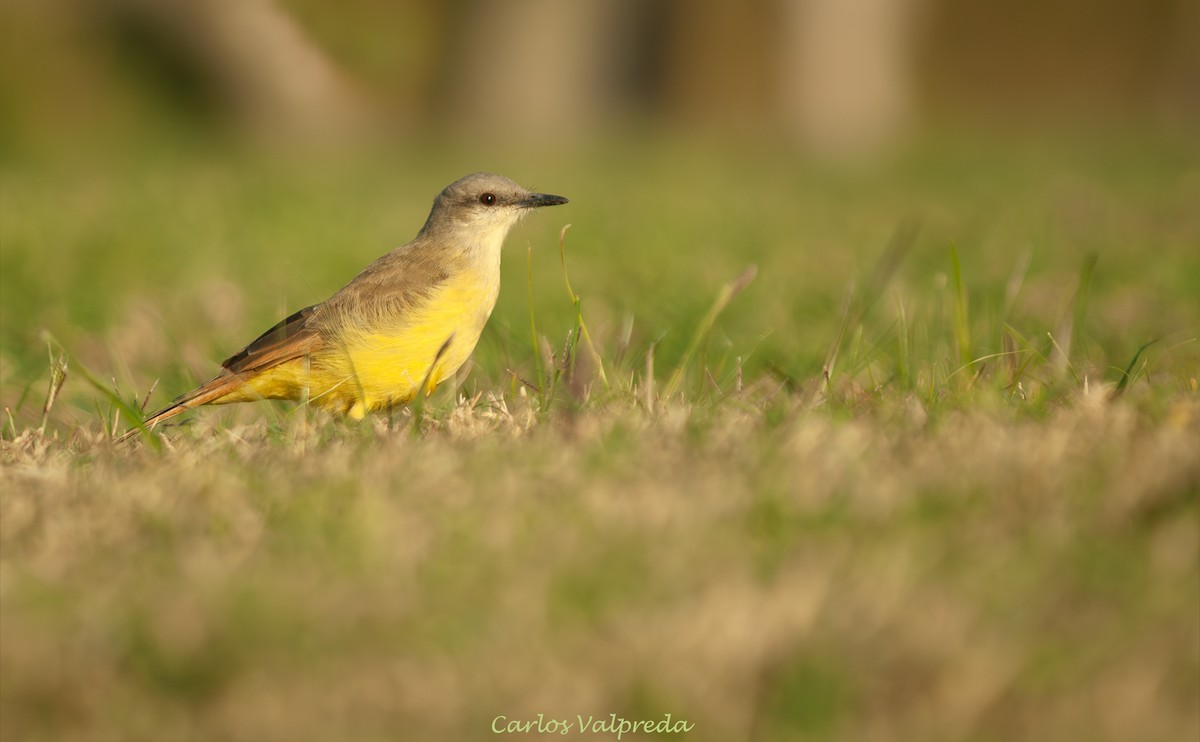 Picabuey - ML646844739