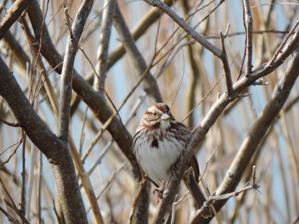 Song Sparrow - ML646844740