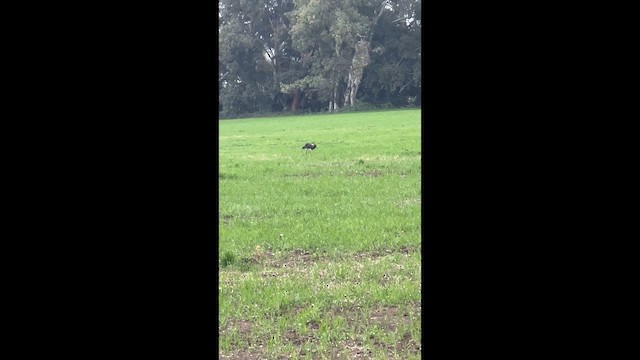 Abdim's Stork - ML646844742