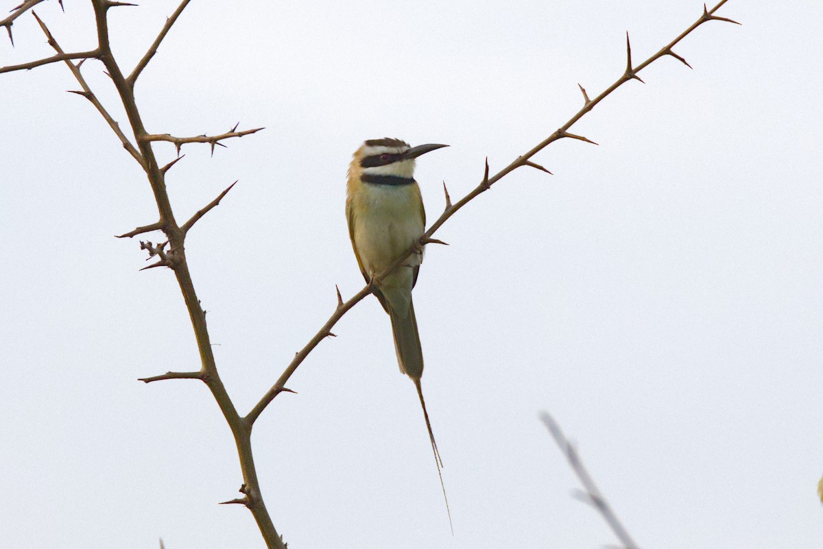 Weißkehlspint - ML646844744